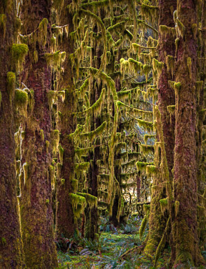 Hoh Rain Forest, Olympic Peninsula