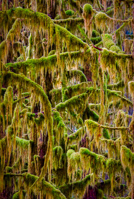 Hoh Rain Forest, Olympic Peninsula