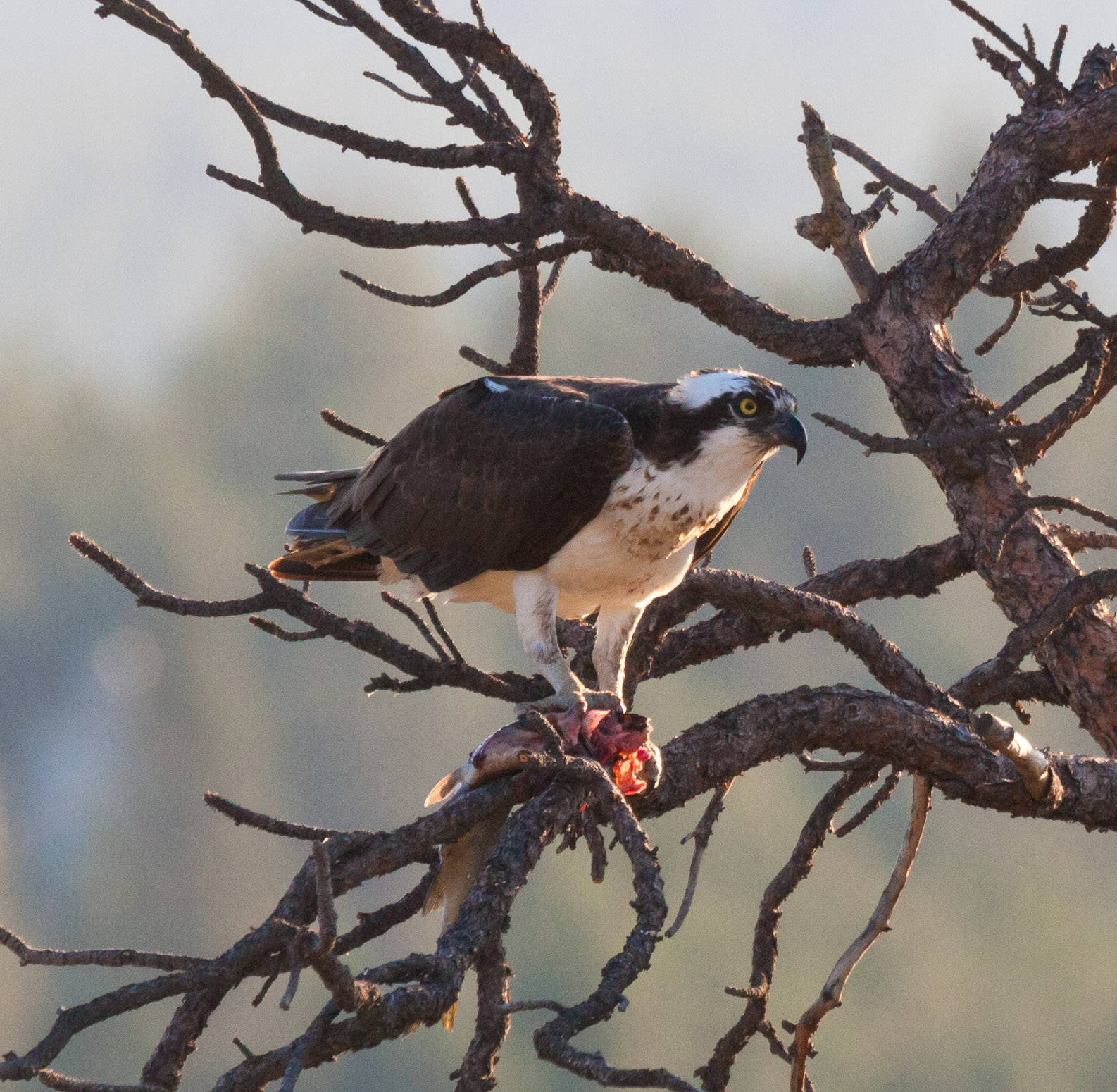Osprey eating a meal