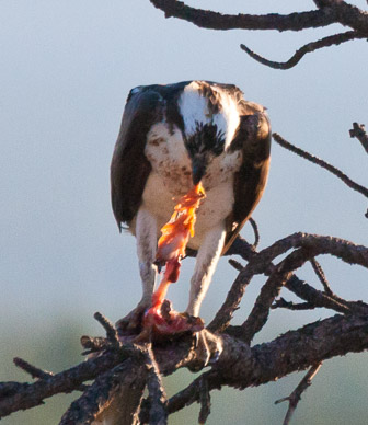 Osprey eating a meal