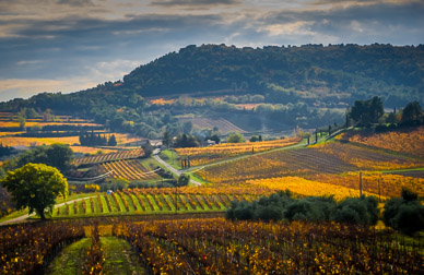 Vineyards in hills surrounding Mirabel aux Baronnies