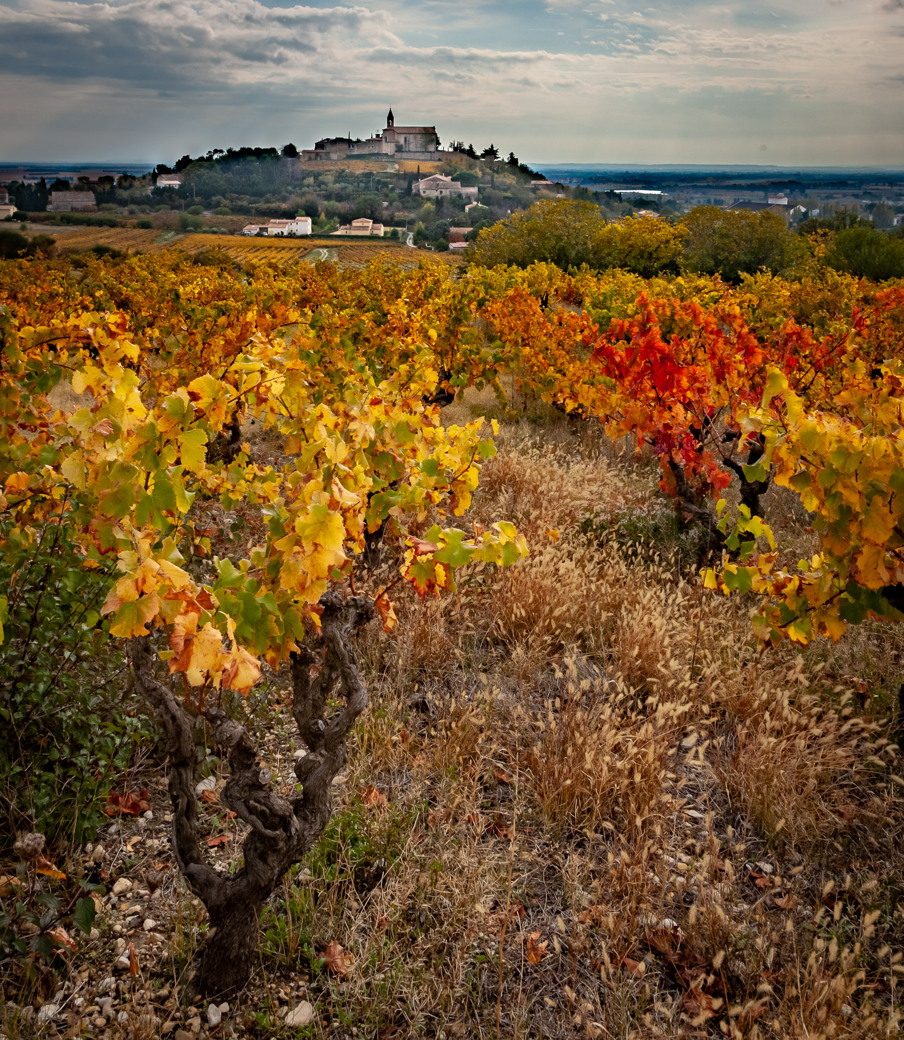 Autumn in Cairanne, France