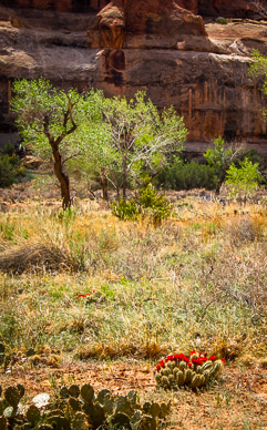 Flora on Maze canyon bottom