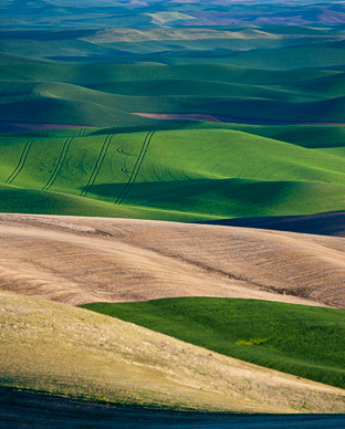 Fields from Steptoe Butte, The Palouse