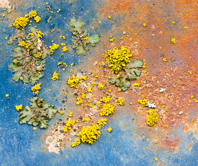 Car lichen near Garfield, The Palouse, Washington