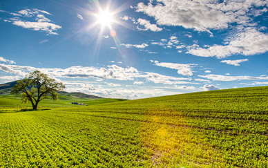 Tree near Steptoe Butte, The Palouse