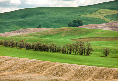 Field near Rosalia, Washington