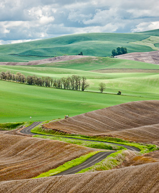 Country road near Rosalia, The Palouse, Washington