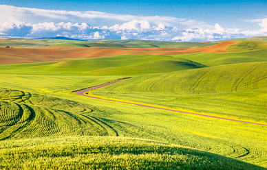 Evening light outside Colfax, The Palouse, Washington