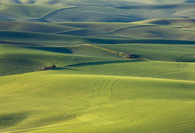 Fields from Steptoe Butte, The Palouse