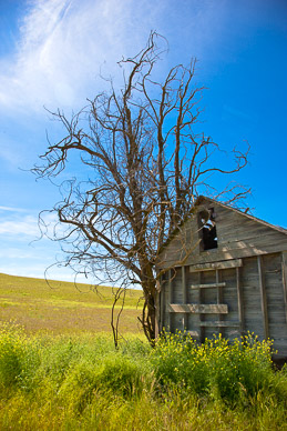 Abandoned shed near Dusty, The Palouse, Washington