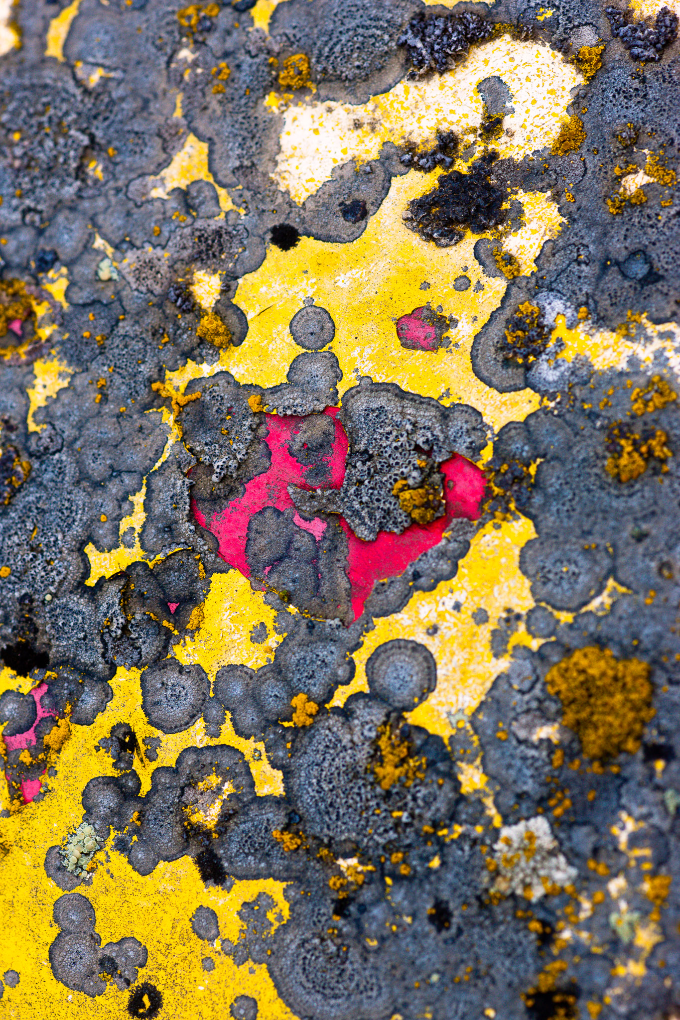 Car lichen near Garfield, Washington