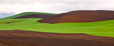 Fields after rain outside Colfax, The Palouse, Washington