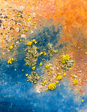 Car lichen near Garfield, The Palouse, Washington