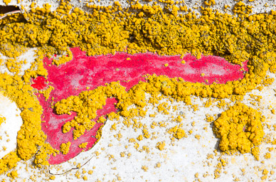 Car lichen near Garfield, The Palouse, Washington