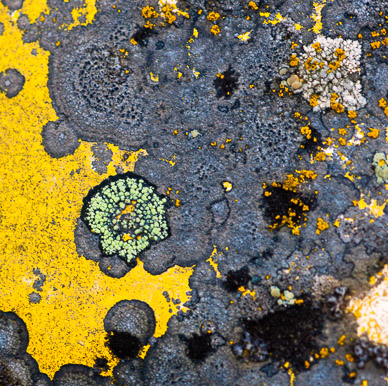 Car lichen near Garfield, The Palouse, Washington