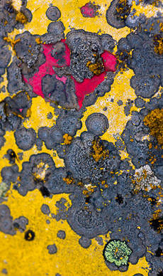 Car lichen near Garfield, The Palouse, Washington
