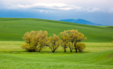 Field near Karmiak Butte, The Palouse