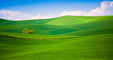 Fields near Karmiak Butte, The Palouse