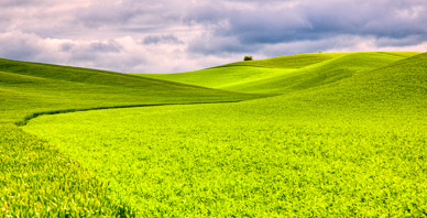 Field between Colfax & Pullman, Washington