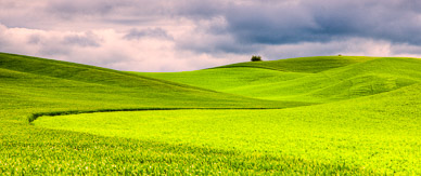 Field between Colfax & Pullman, The Palouse, Washington