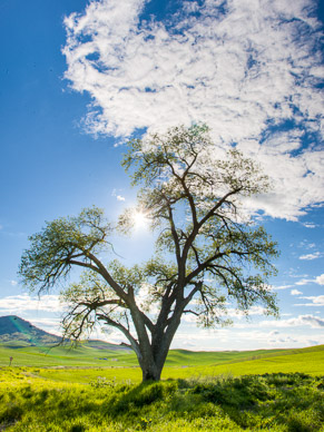 Tree near Steptoe Butte, The Palouse