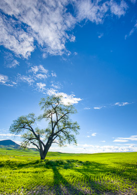 Tree near Steptoe Butte, The Palouse