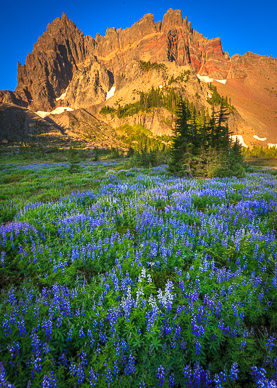 Early Morning at Upper Canyon Creek Meadows