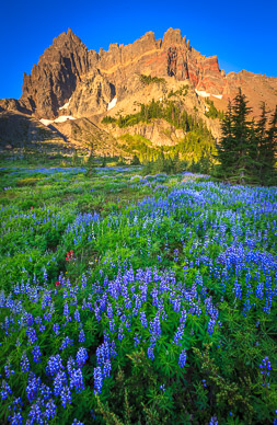 Early Morning at Upper Canyon Creek Meadows