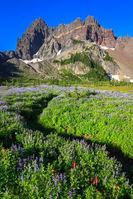 Morning at Upper Canyon Creek Meadows