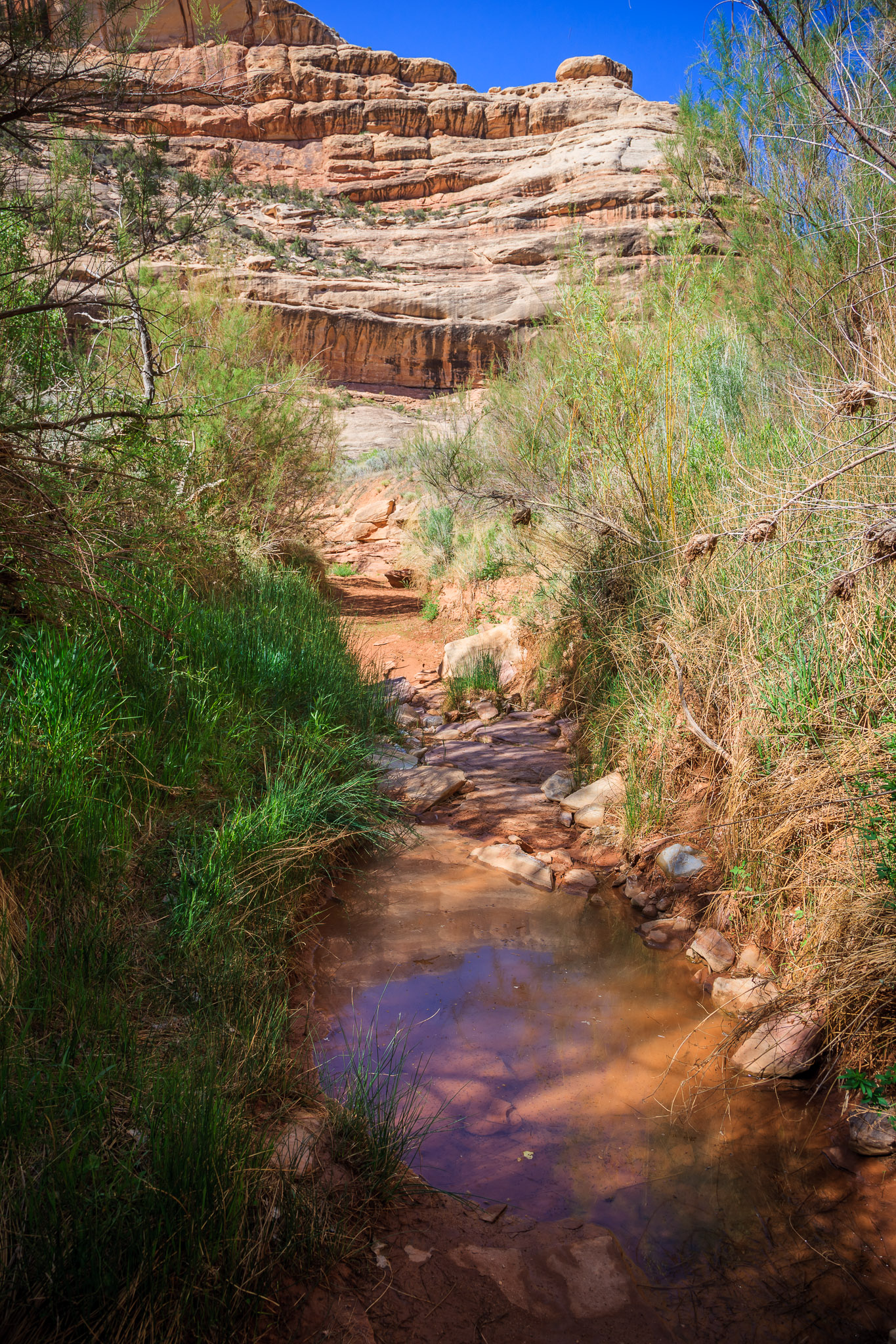 Coyote Canyon (typcal water source)