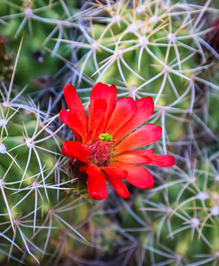 Cactus flower at Turkey Pen Ruins