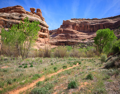 Trail down Grand Gulch
