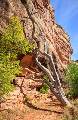 Entrance to Todie Canyon