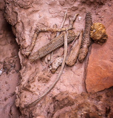 Corncobs & bones at Split Level Ruins