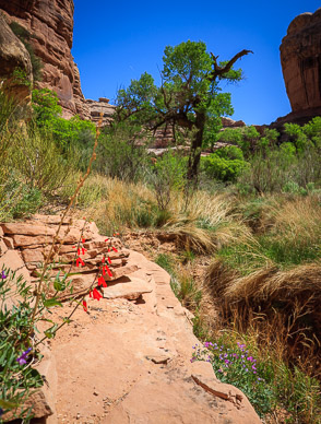 Flowers in Coyote Canyon
