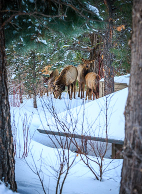 Elk around Horizon Drive house, Bend