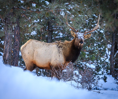 Elk around Horizon Drive house, Bend