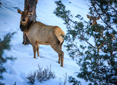 Elk around Horizon Drive house, Bend
