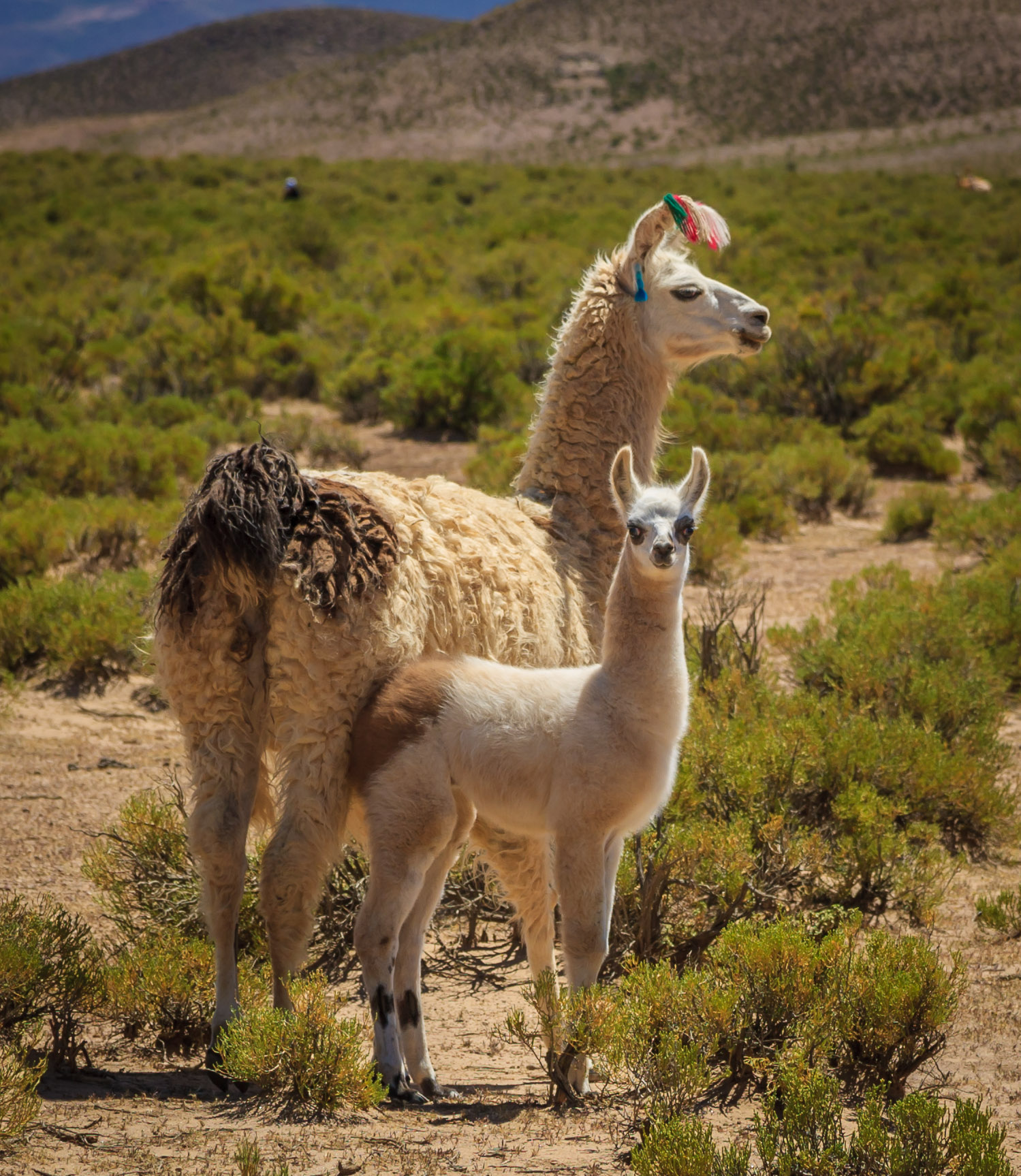 Llamas on SW 4WD Circuit