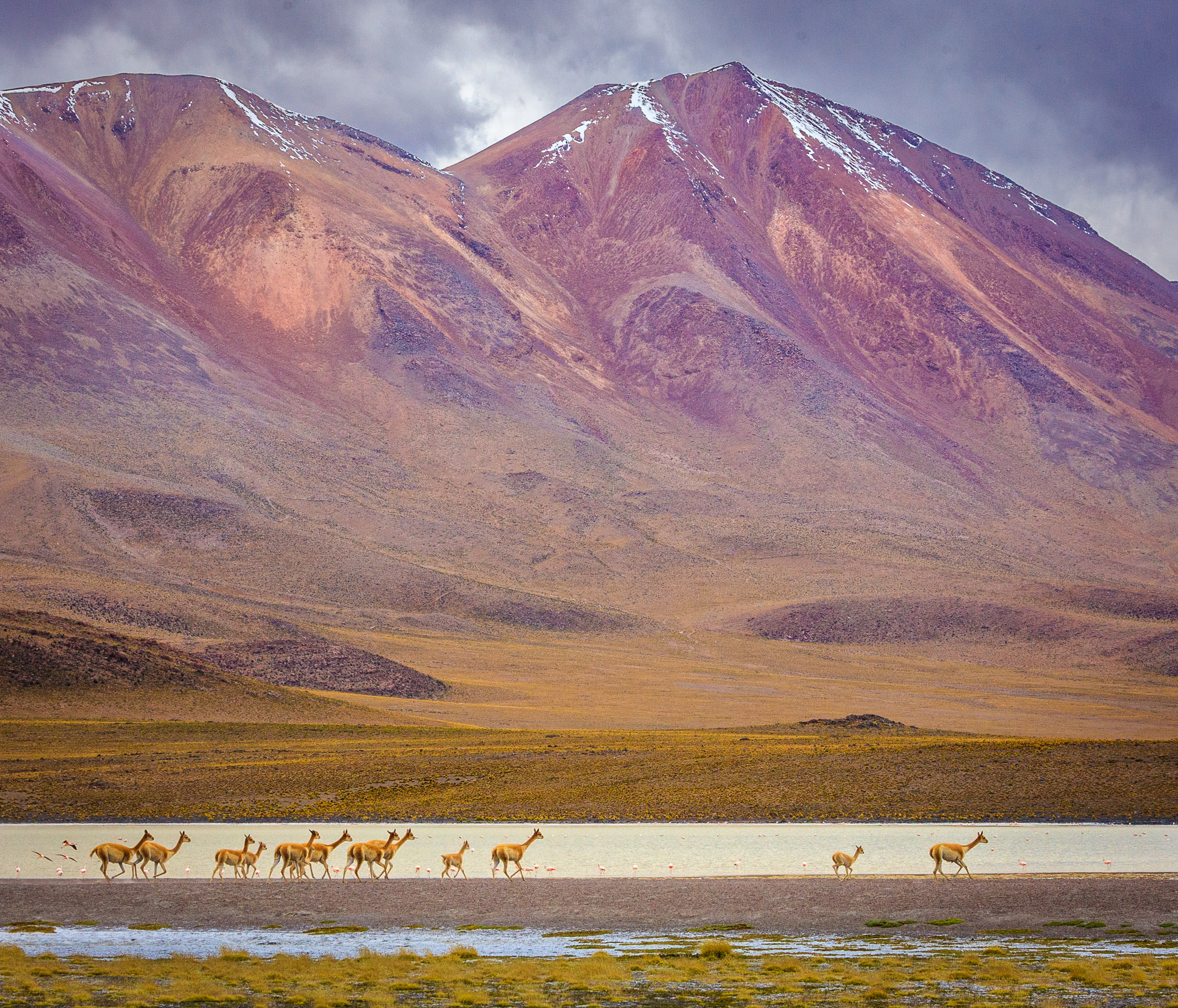 Vicuñas at Laguna Chulluncani, SW Bolivia