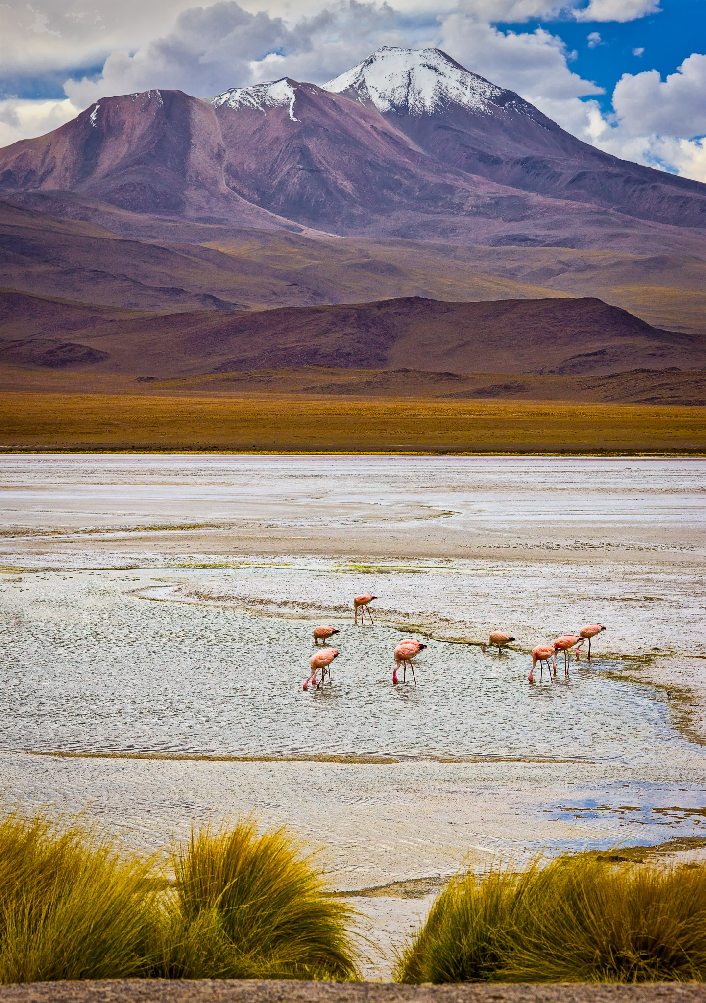 Flamingo at Laguna Hedionda, SW Bolivia