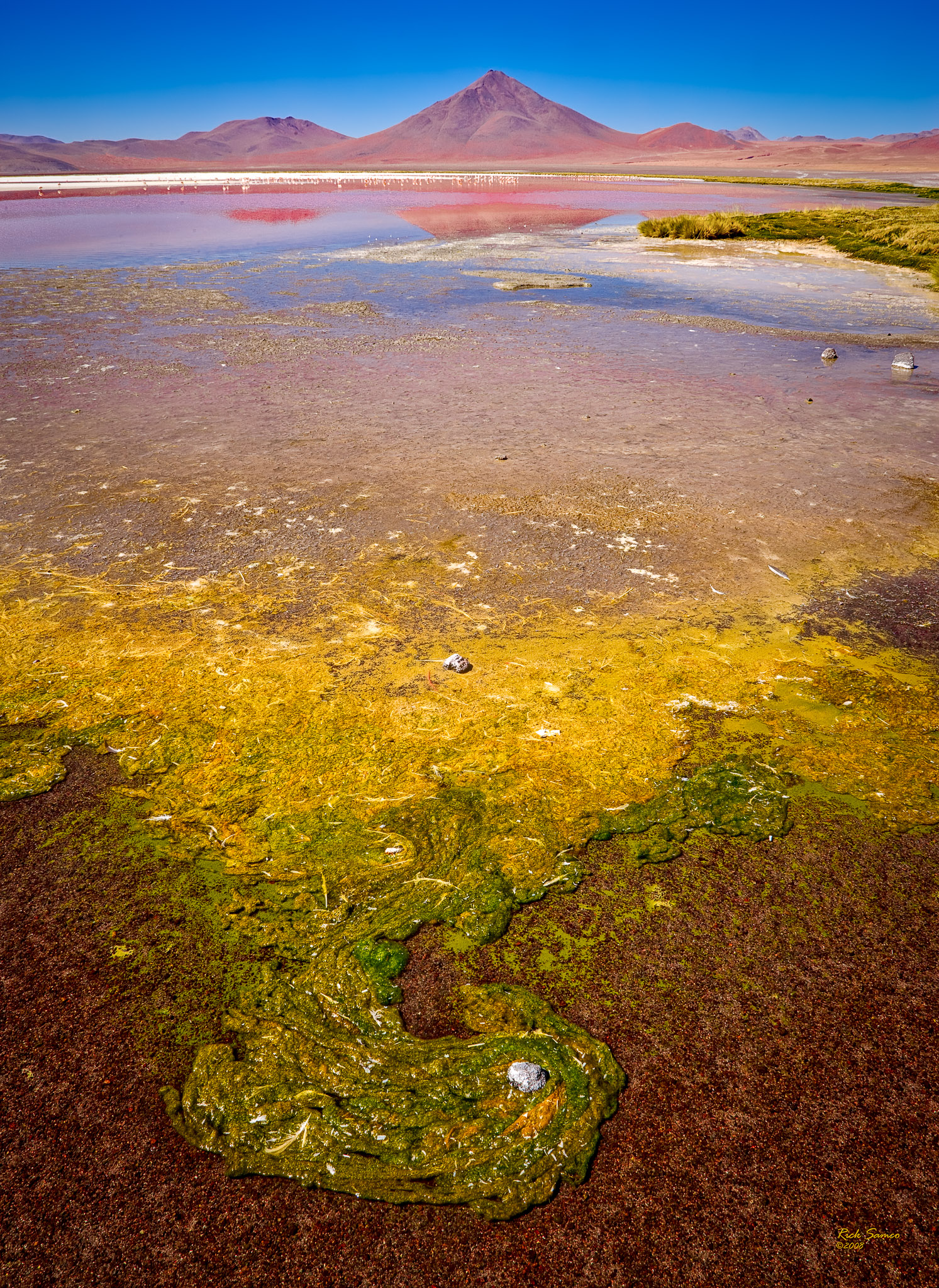 Hot spring growth, Laguna Colorada