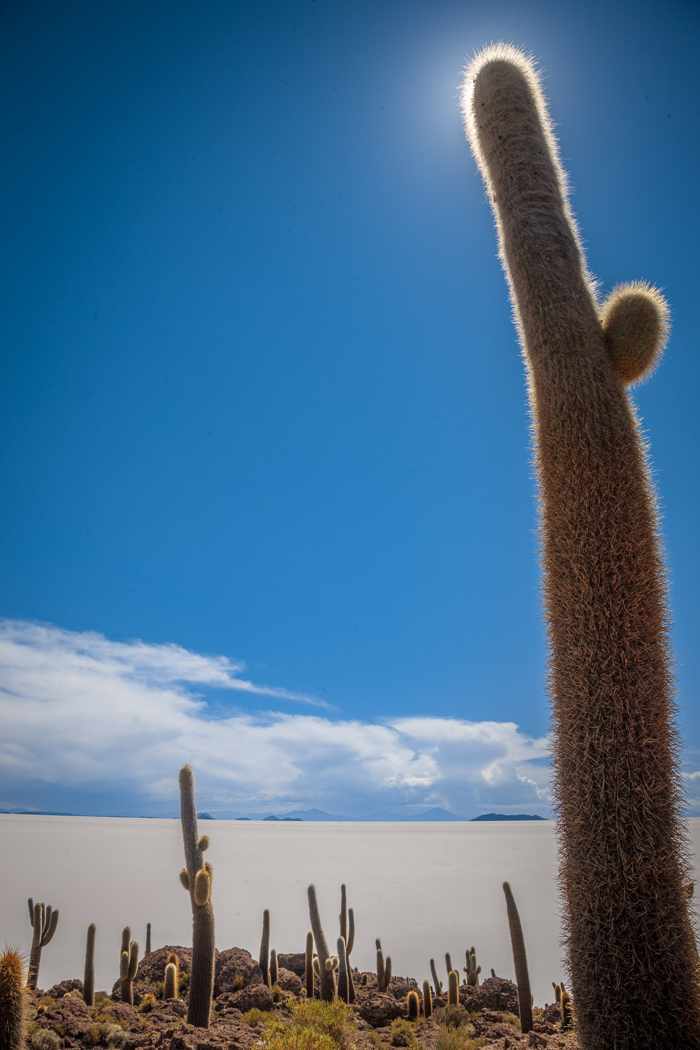 Isla Incahuasi. Salar de Uyuni