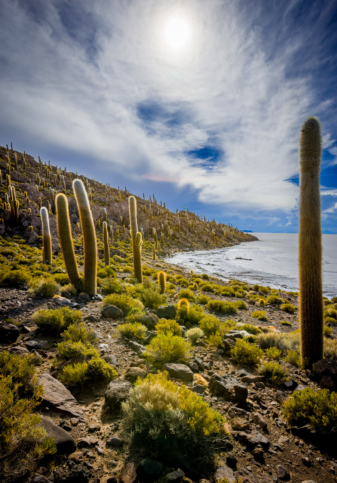 Isla Incahuasi – most of the cacti is hundreds of years old