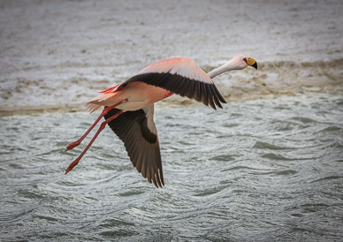 Flamingo at Laguna Hedionda, SW Bolivia