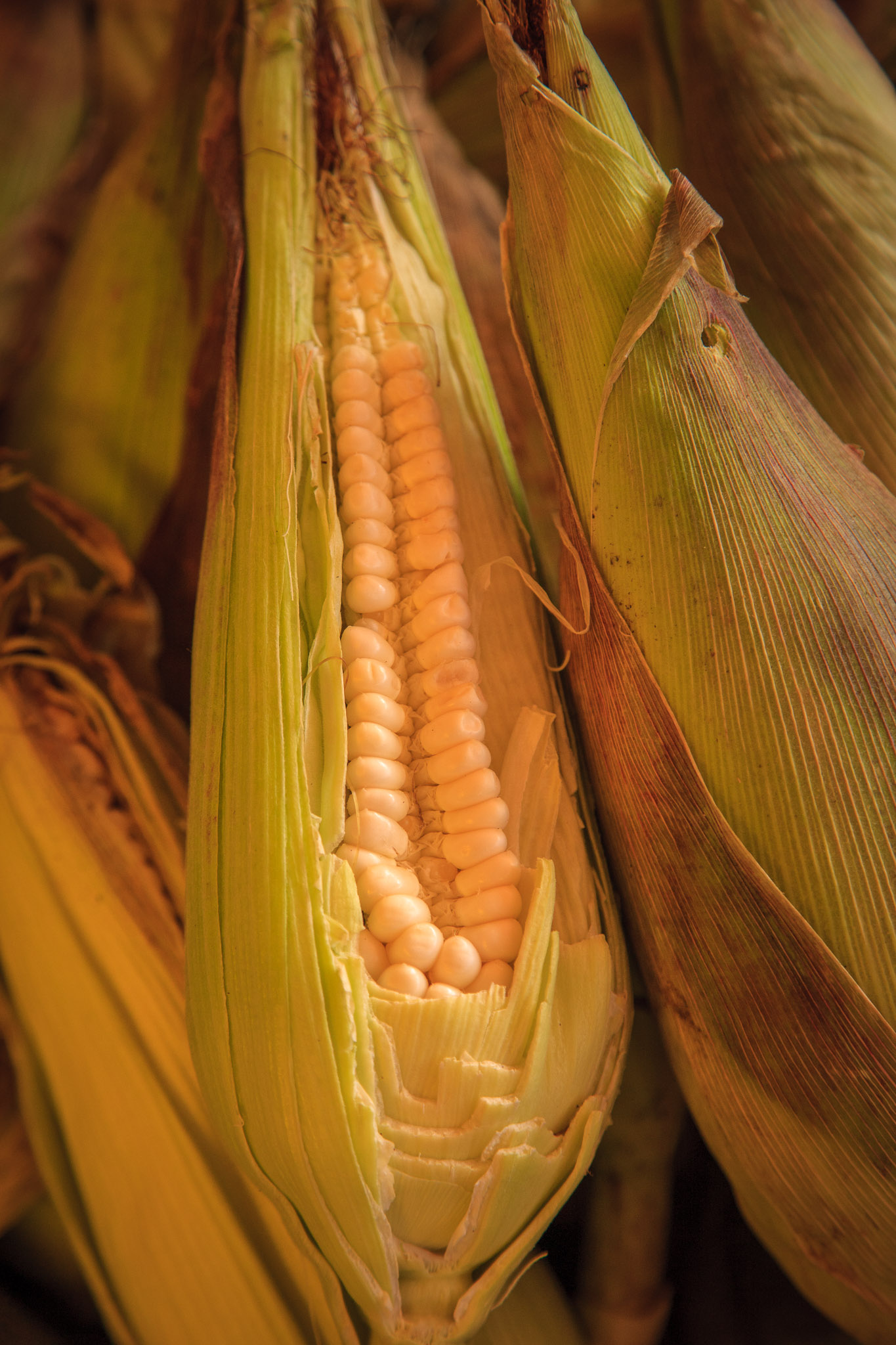 Maize