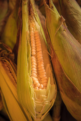 Maize