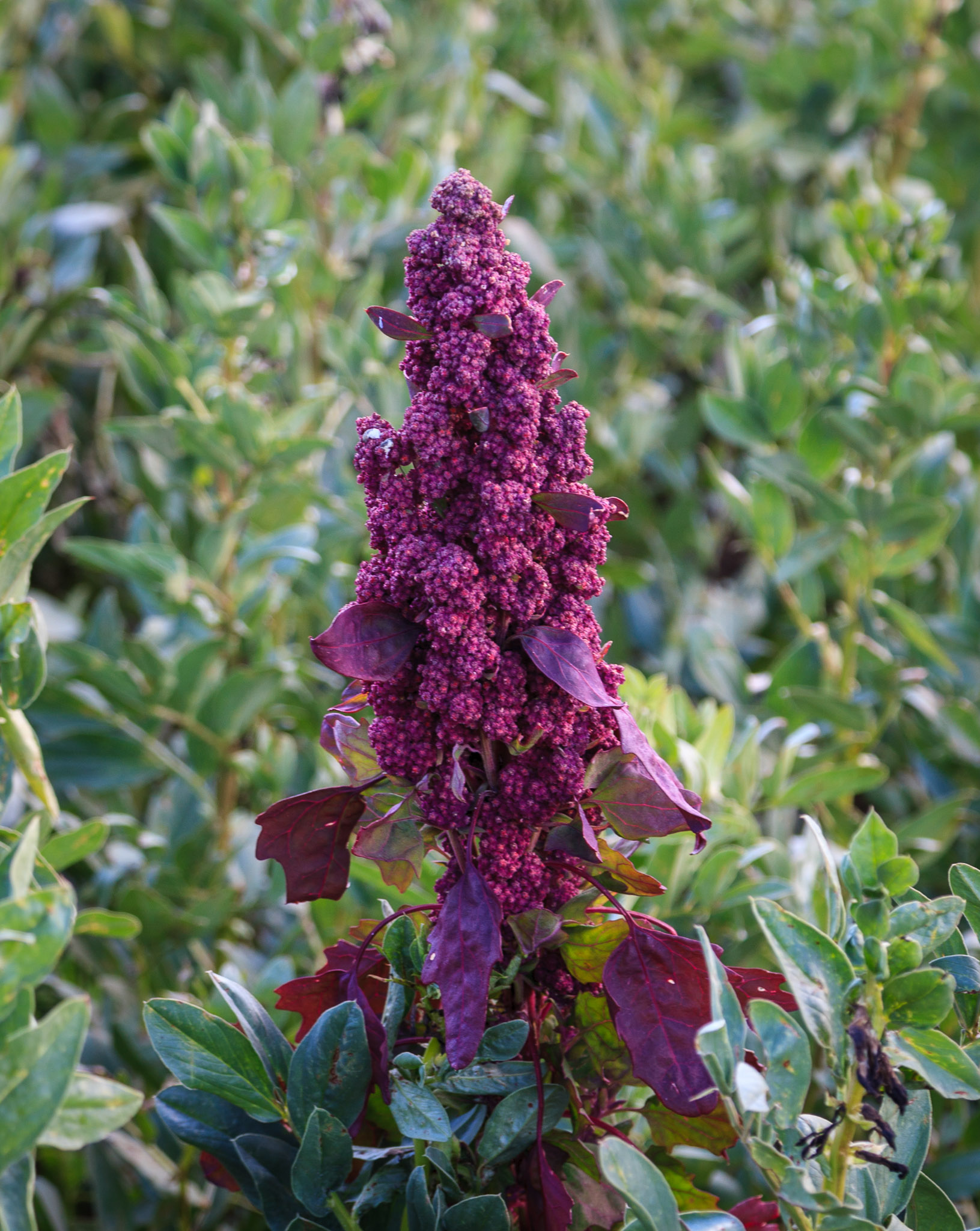 Quinua, a major cereal grown in the Andes