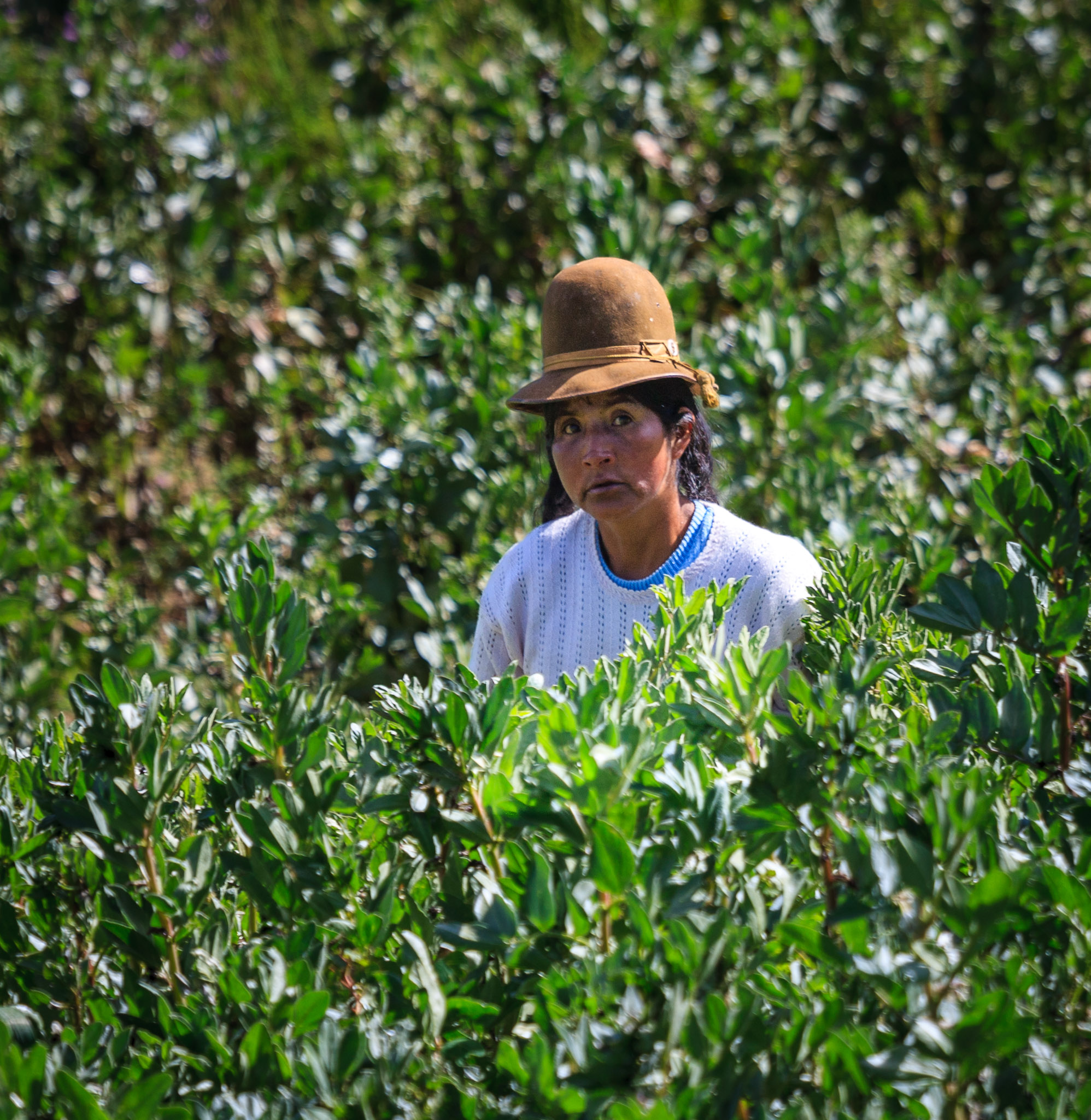 Harvesting flat beans, Isla del Sol